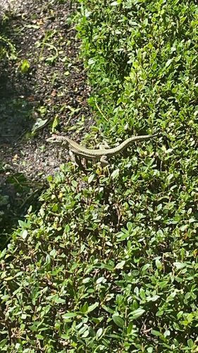 Andalusian wall lizard