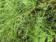 Asparagus virgatus
