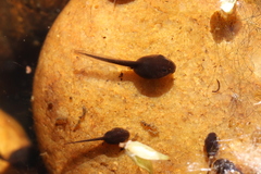 Bufotes viridis viridis