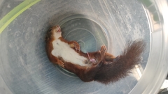 Eurasian Red Squirrel