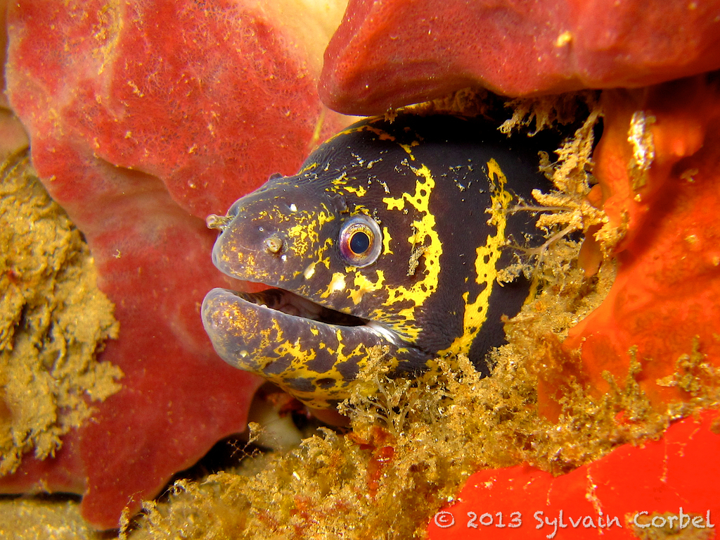 Chain Moray
