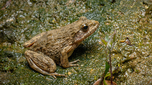 Imienpo Station frog