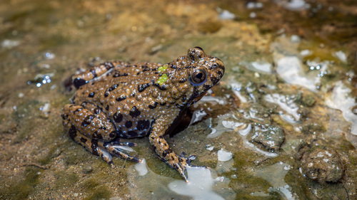 Oriental Fire-bellied Toad