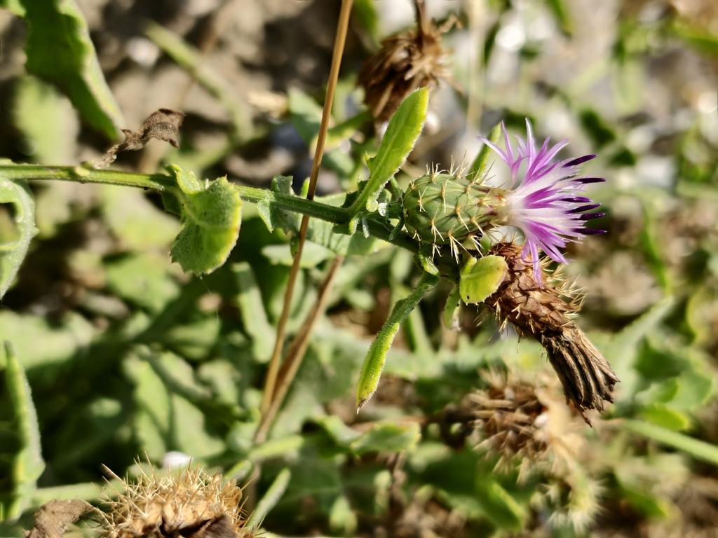 Centaurea sphaerocephala; photograph (c) fmunoz, some rights reserved (CC BY)