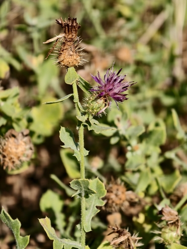 Centaurea sphaerocephala, photograph 1