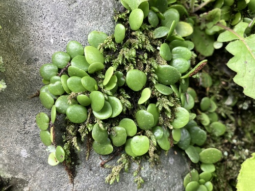 Green penny fern