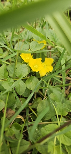 creeping Jenny
