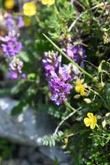 Oxytropis montana