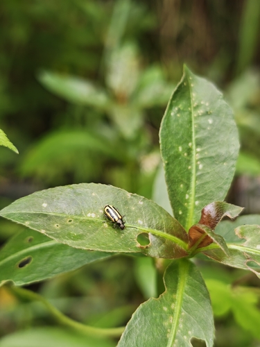Alligatorweed Flea Beetle