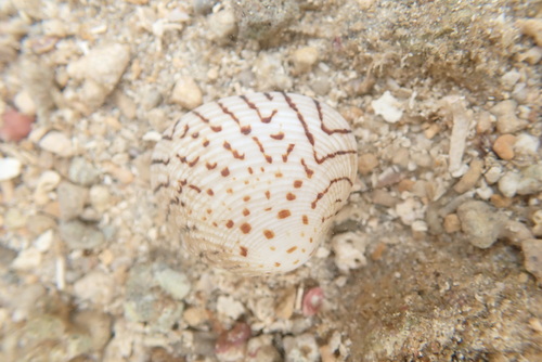 Gafrarium dispar observed 2026-06-28