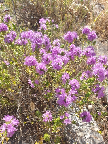 Spanish Oregano