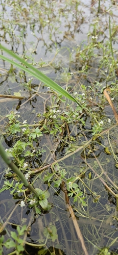 lesser marshwort