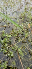 Helosciadium inundatum, photograph author not stated, no rights reserved