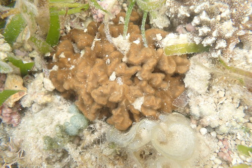 Psammocora contigua observed 2026-06-28