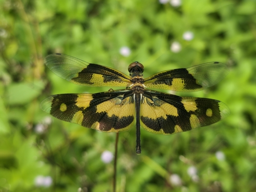 Common Picture Wing