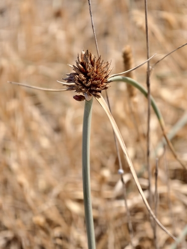 Cyperus capitatus, photograph 5