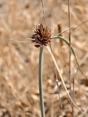 Cyperus capitatus, photograph (c) fmunoz, some rights reserved (CC BY)