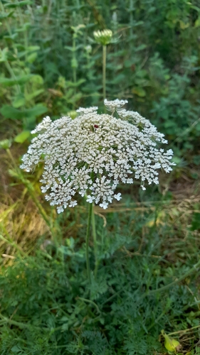 wild carrot