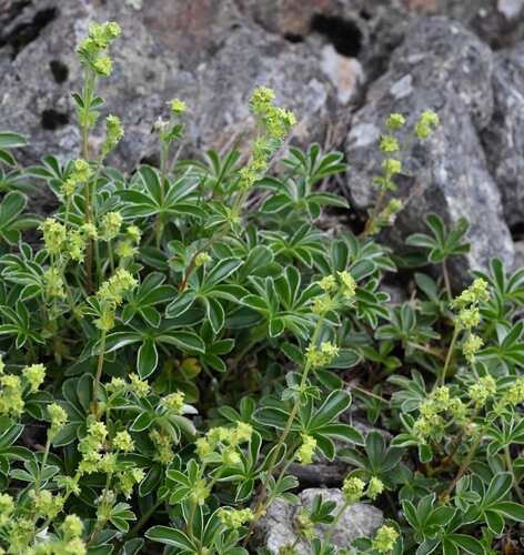 Alchemilla transiens
