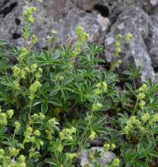 Alchemilla transiens