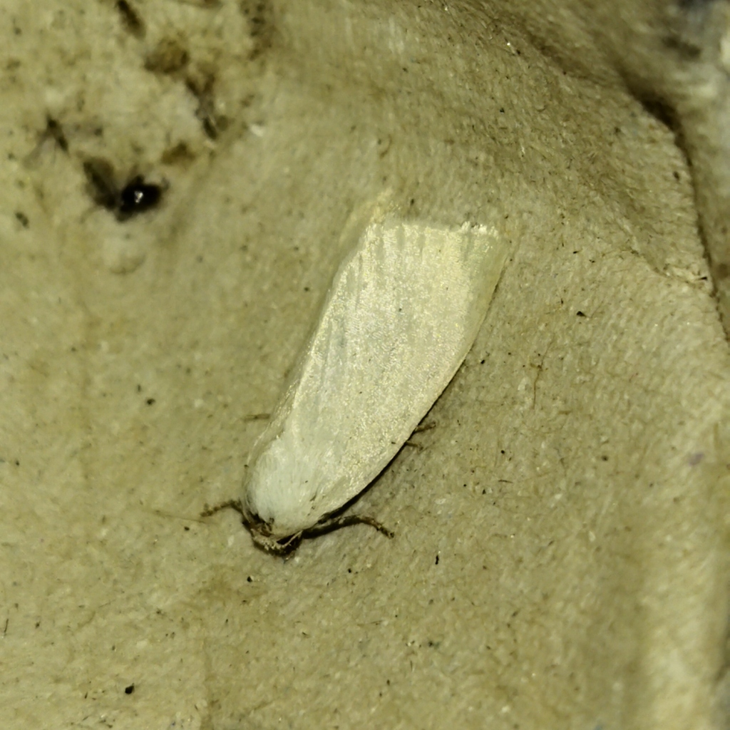 Photedes morrisii sohnretheli