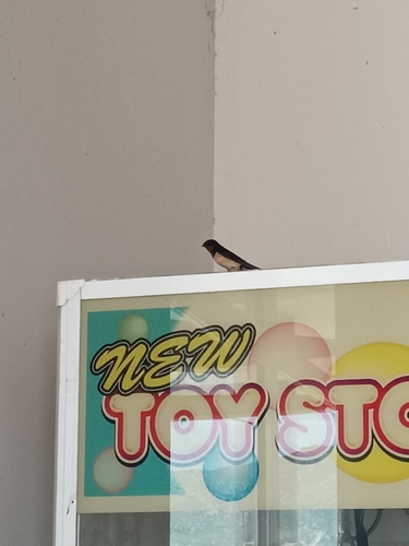 Barn Swallow