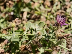 (c) fmunoz, some rights reserved (CC BY) Centaurea sphaerocephala, photograph (c) fmunoz, some rights reserved (CC BY)