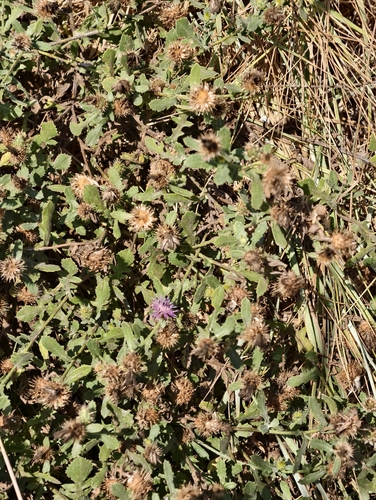 Centaurea sphaerocephala, photograph 3