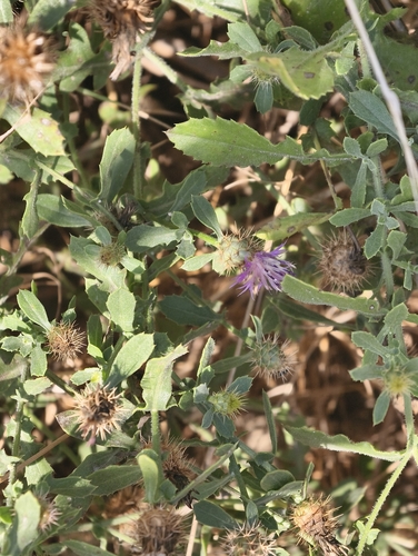 Centaurea sphaerocephala, photograph 4