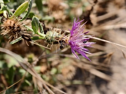 Centaurea sphaerocephala, photograph 5