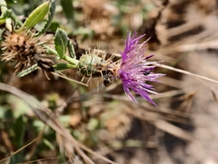 (c) fmunoz, some rights reserved (CC BY) Centaurea sphaerocephala, photograph (c) fmunoz, some rights reserved (CC BY)