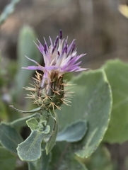 Centaurea sphaerocephala, photograph (c) fmunoz, some rights reserved (CC BY)