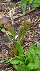 Silphium laciniatum laciniatum