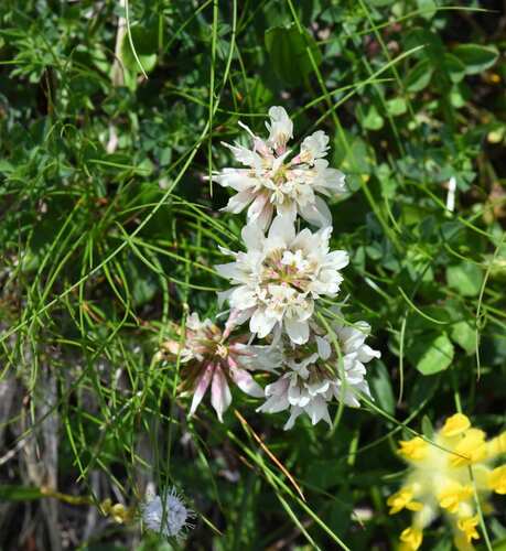 Trifolium pallescens, photograph 6