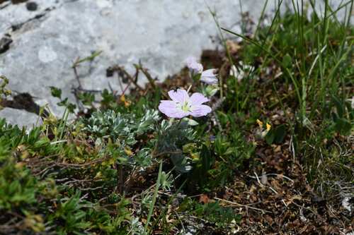 Geranium argenteum, photograph 1