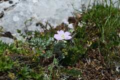 Geranium argenteum, photograph (c) Matteo Martini, some rights reserved (CC BY)