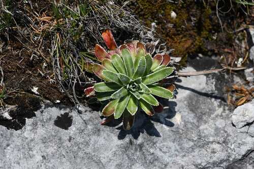 Saxifraga hostii, photograph 5