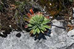 Saxifraga hostii, photograph (c) Matteo Martini, some rights reserved (CC BY)