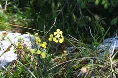 Erysimum sylvestre