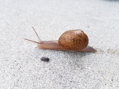 Cornu aspersum