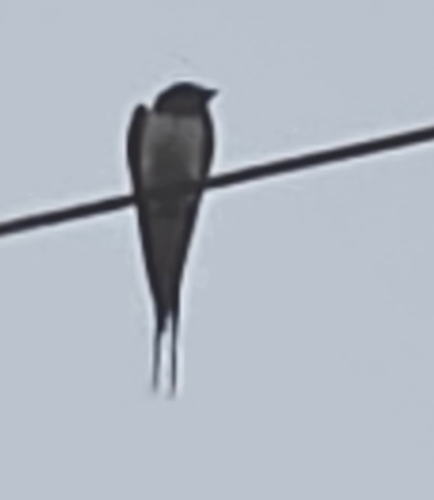 Barn Swallow