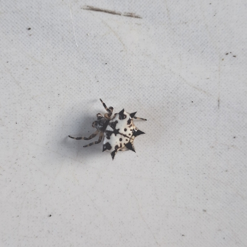 Black-and-white Spiny Spider