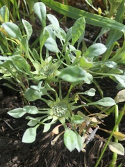 Hesperevax caulescens