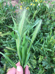Hordeum murinum glaucum