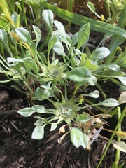 Hesperevax caulescens
