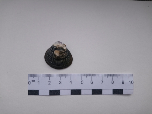 Corbicula japonica observed 2026-06-30