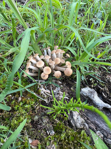 ringless honey fungus