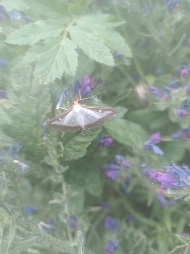 Box Tree Moth
