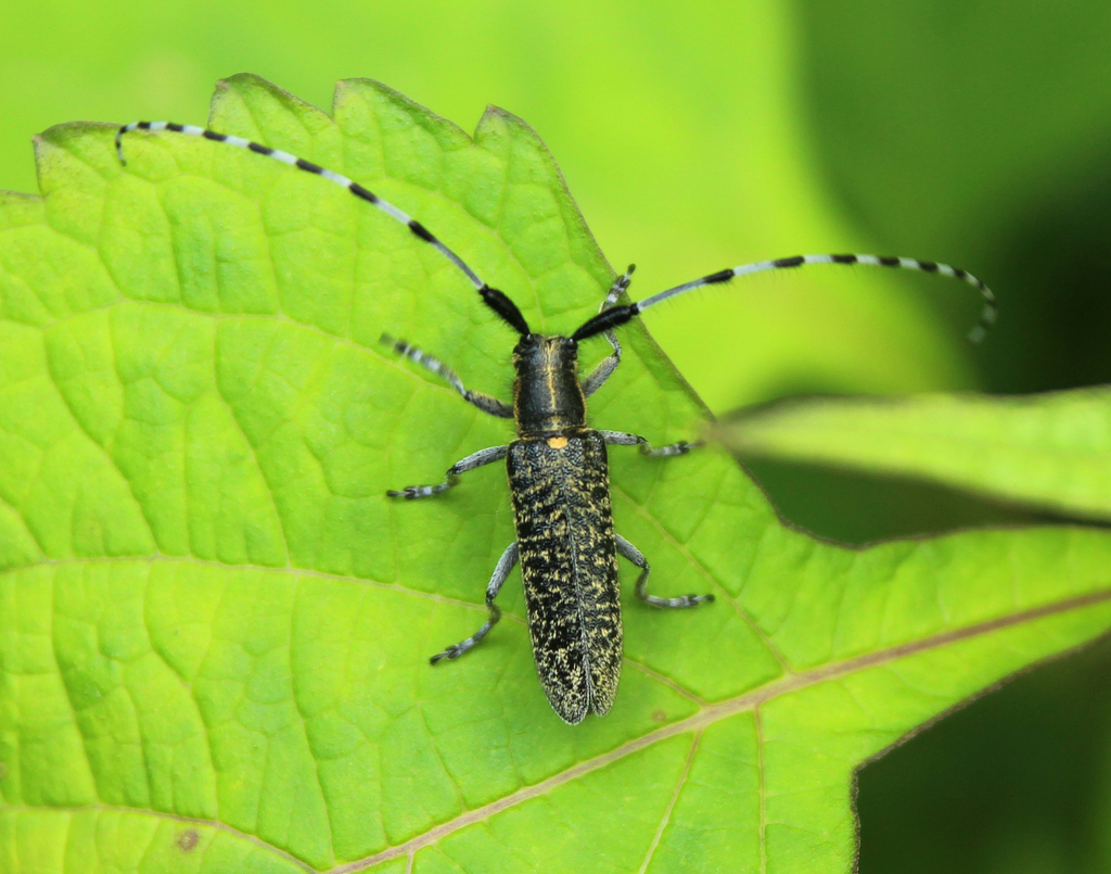 Agapanthia daurica