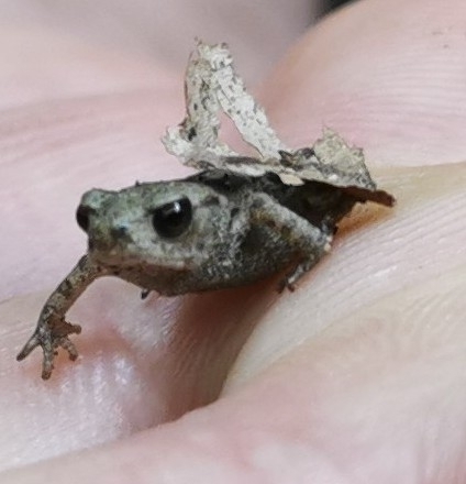European Toad